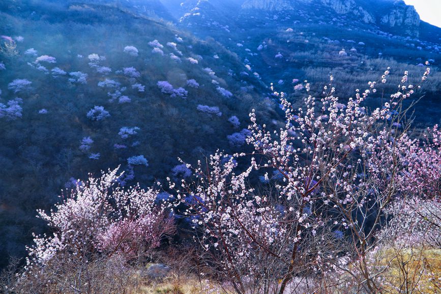 三門峽陜州：山桃花開粧點十里山谷