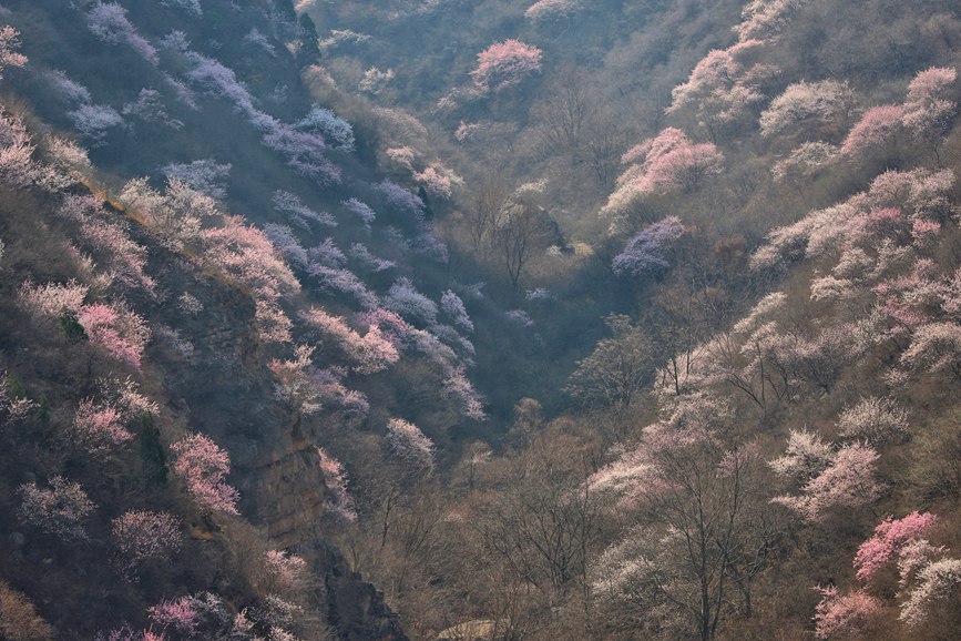 三門峽陜州：山桃花開粧點十里山谷