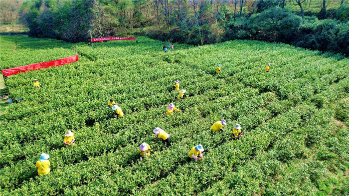 舌尖上的春天 信陽光山春茶迎來開採好時節_fororder_微信圖片_20220314154619