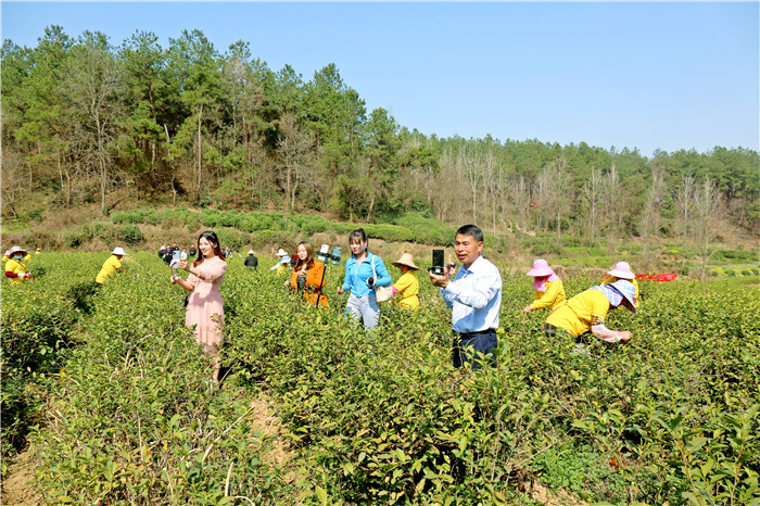 舌尖上的春天 信陽光山春茶迎來開採好時節_fororder_微信圖片_20220314154301