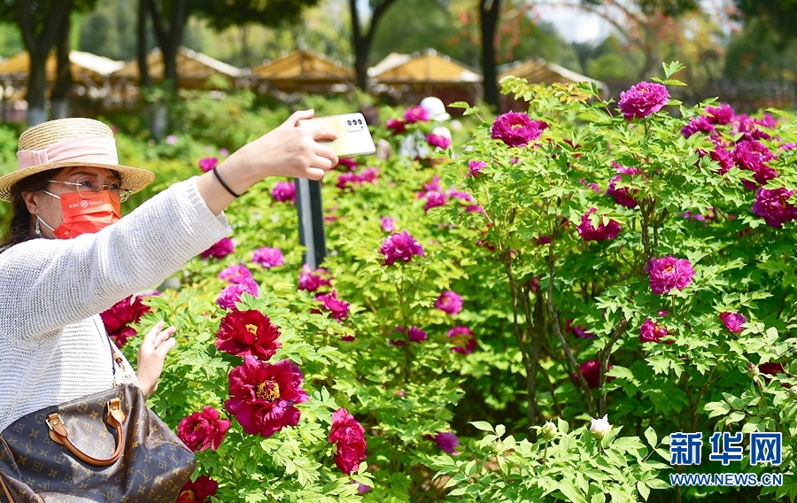 河南洛陽：牡丹花開迎客來