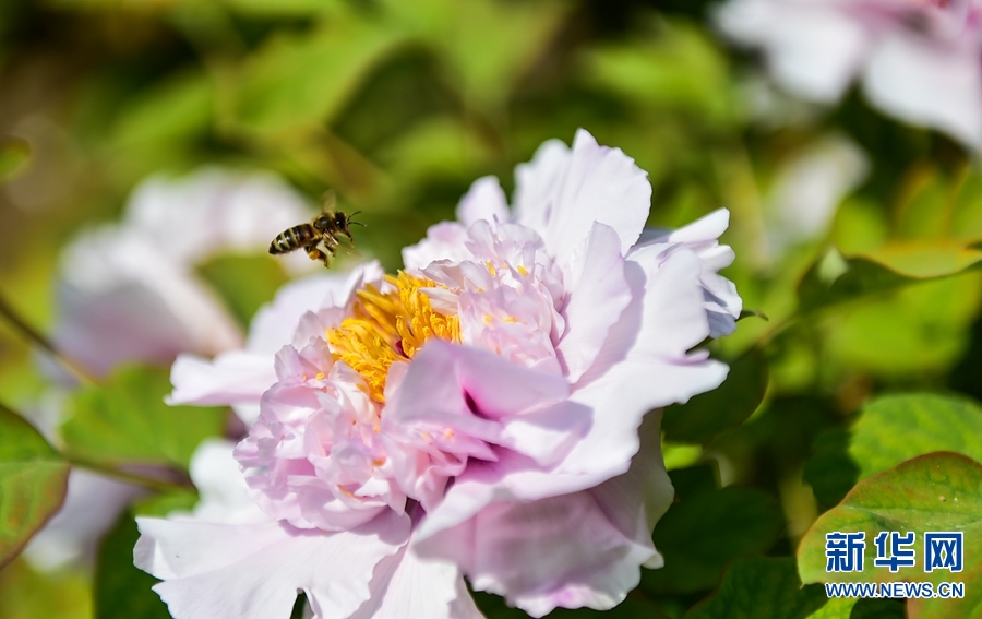 河南洛陽：牡丹花開迎客來