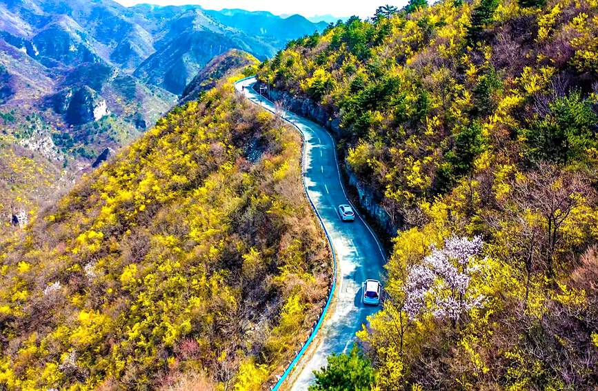 河南雲臺山萬畝花海驚艷綻放