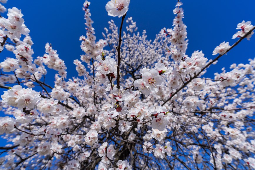 河南靈寶：百年古杏林 花開遍山野