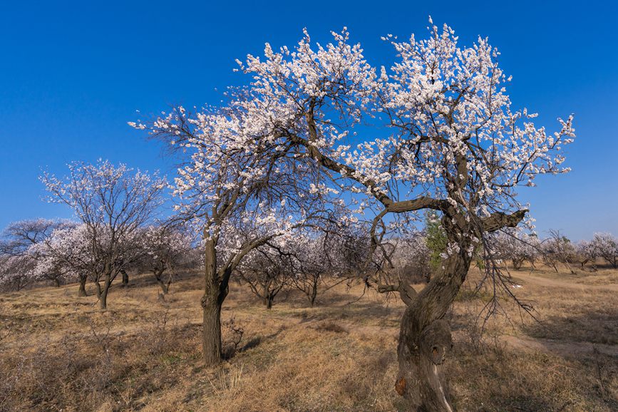 河南靈寶：百年古杏林 花開遍山野