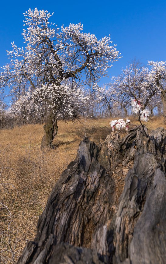 河南靈寶：百年古杏林 花開遍山野