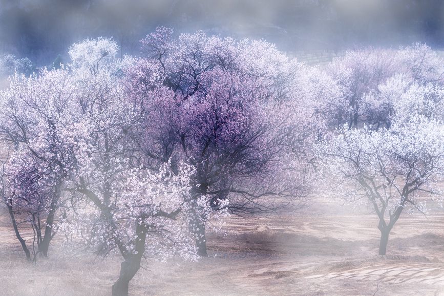 河南靈寶：百年古杏林 花開遍山野