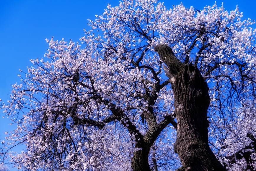 河南靈寶：百年古杏林 花開遍山野