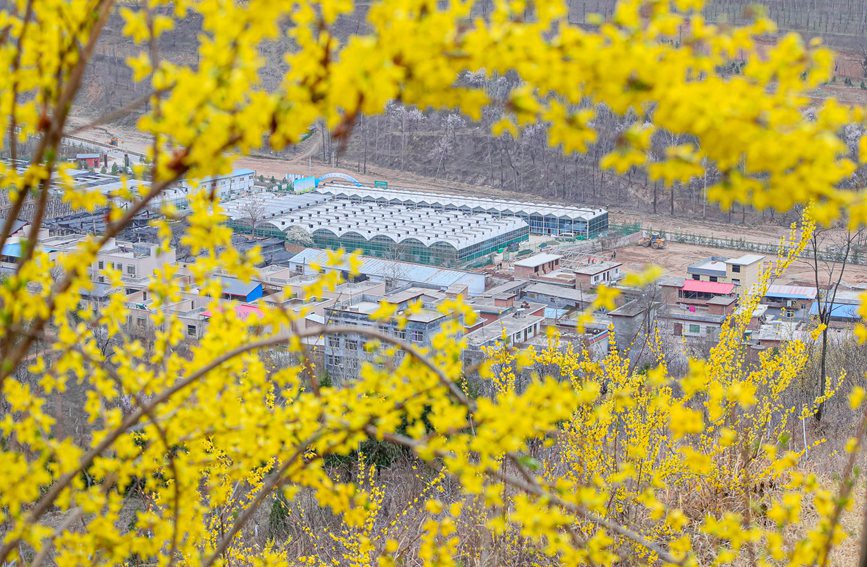 三門峽盧氏：花開春意濃 鄉村入畫來