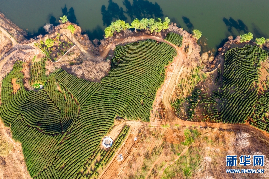 南陽桐柏：生態茶園喜獲豐收