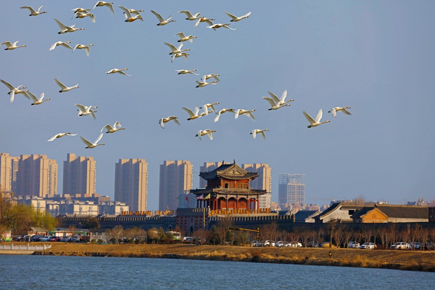 河南商丘：群鳥翔集 碧水古城入畫來