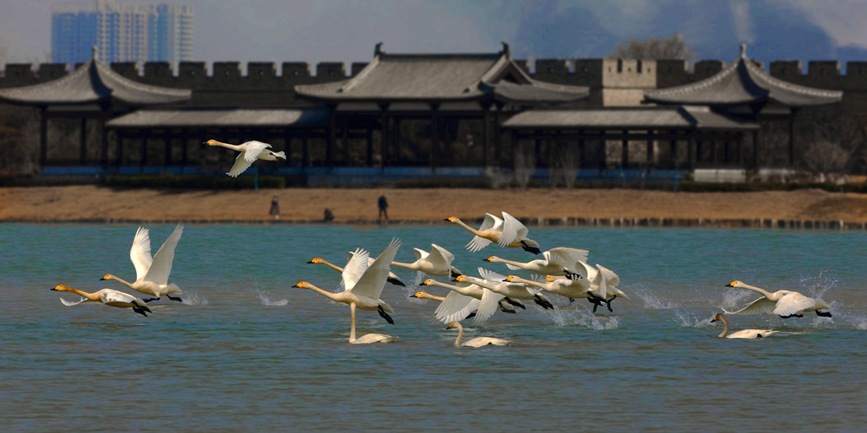 河南商丘：群鳥翔集 碧水古城入畫來