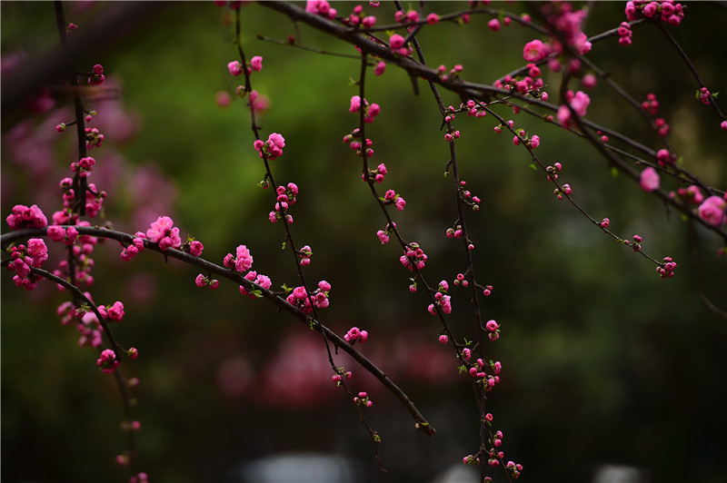 【與春天撞個滿懷 打卡最美春景】河南靈寶：草長鶯飛春意濃_fororder_12春滿花枝.JPG