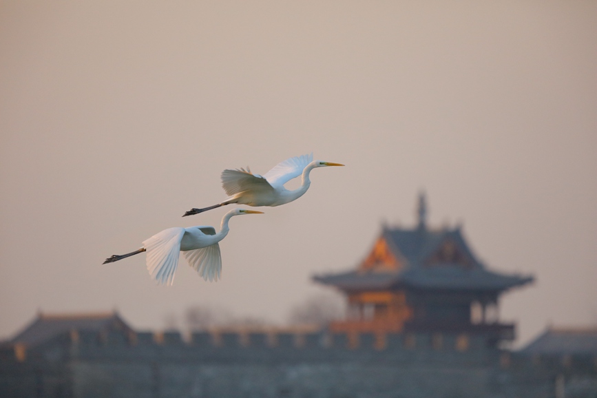 河南商丘：群鳥翔集 碧水古城入畫來