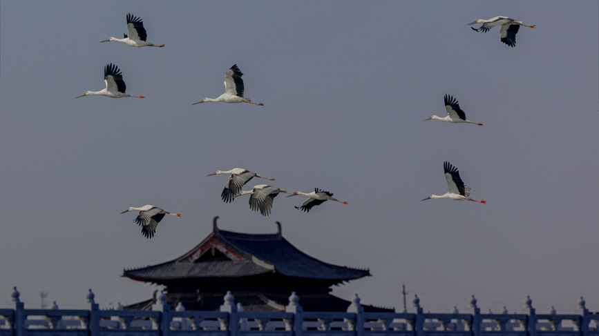 河南商丘：群鳥翔集 碧水古城入畫來