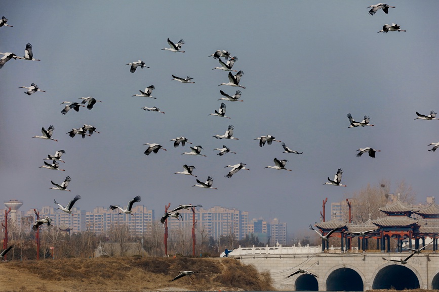 河南商丘：群鳥翔集 碧水古城入畫來