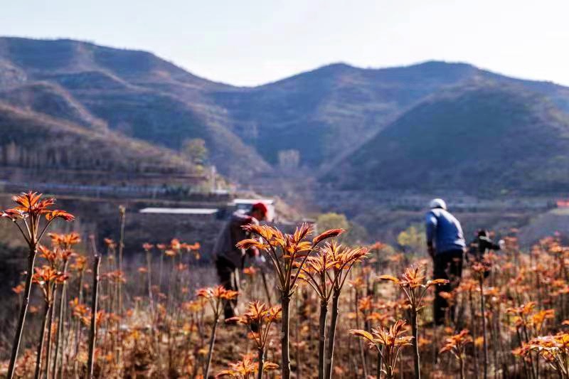 河南鶴壁：太行之春椿漫山