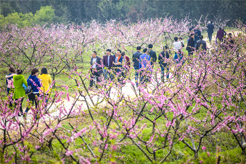 【與春天撞個滿懷 打卡最美春景】信陽光山：共赴春風之約 盡賞萬畝桃花_fororder_圖片3