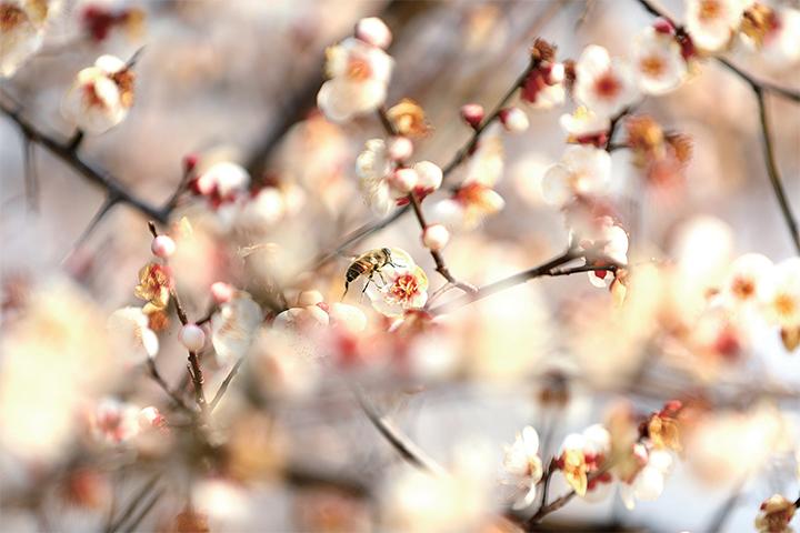 河南濟源：以花為媒 城鄉顏值變産值