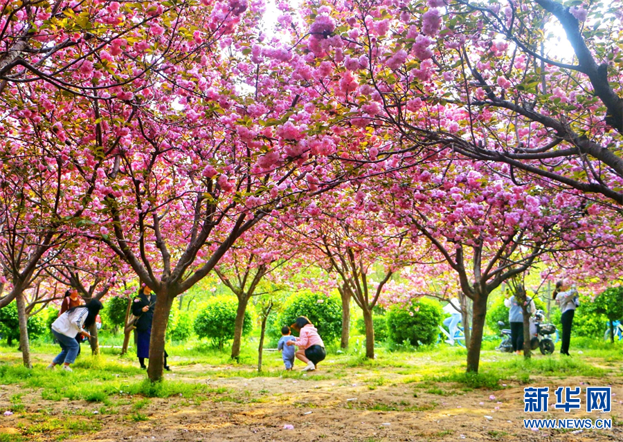 商丘柘城：小城三月春意濃 花紅柳綠醉遊人