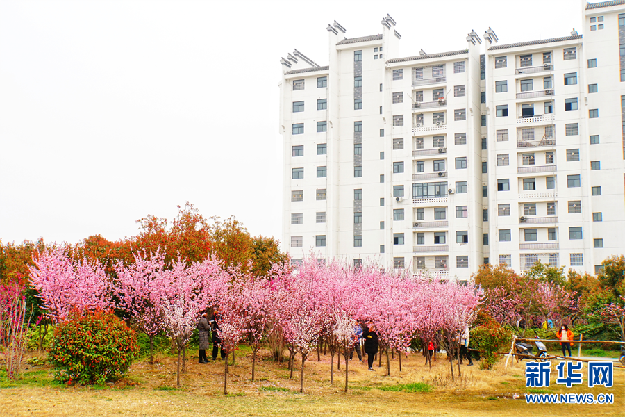 商丘柘城：小城三月春意濃 花紅柳綠醉遊人