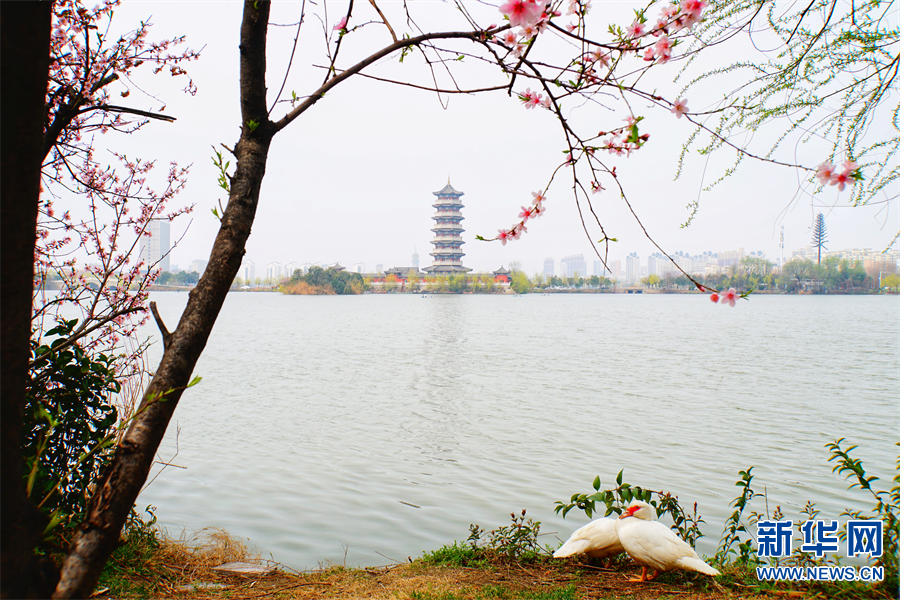 商丘柘城：小城三月春意濃 花紅柳綠醉遊人