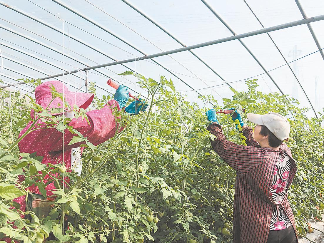 開封通許：番茄成為村民的“致富果”