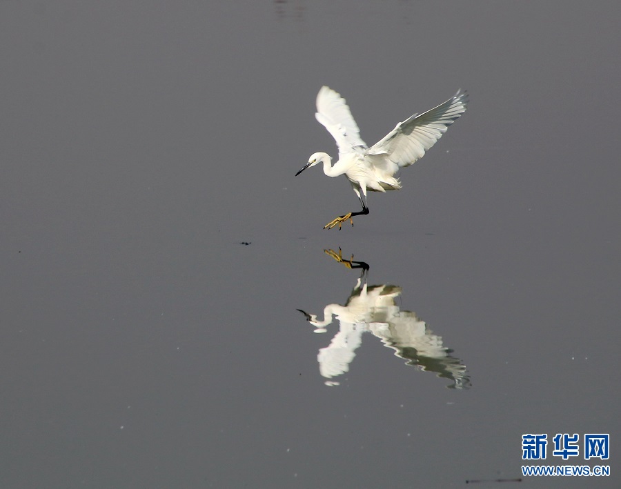 河南商丘：岸綠水清景美 白鷺蹁躚起舞