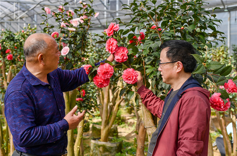 【與春天撞個滿懷 打卡最美春景】信陽新縣：茶花迎客來_fororder_13 趙基勝為前來選購茶花的顧客介紹茶花品種及養護方法