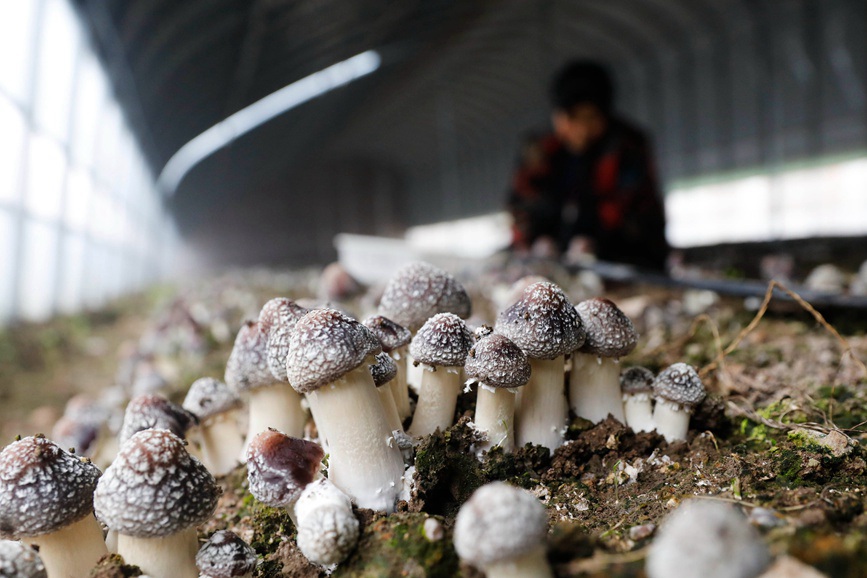 平頂山寶豐：發展食用菌産業 助力鄉村振興