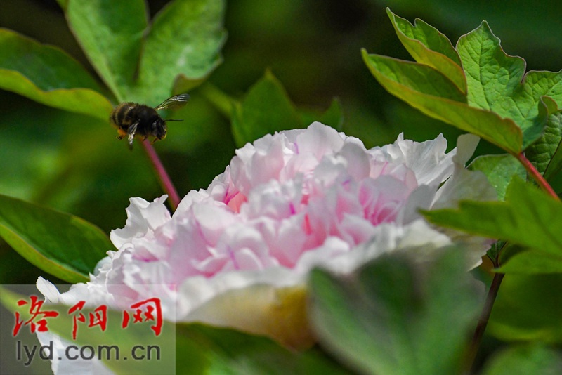 隋唐城遺址植物園：國色初綻露芳容