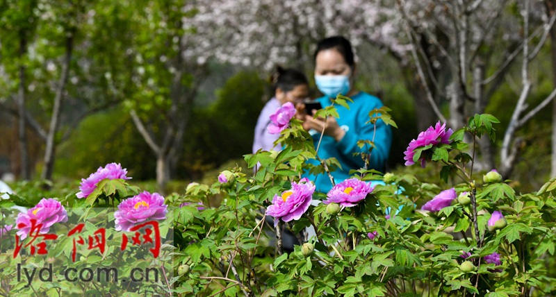 隋唐城遺址植物園：國色初綻露芳容