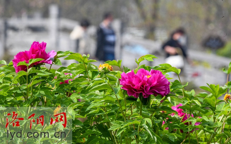 隋唐城遺址植物園：國色初綻露芳容