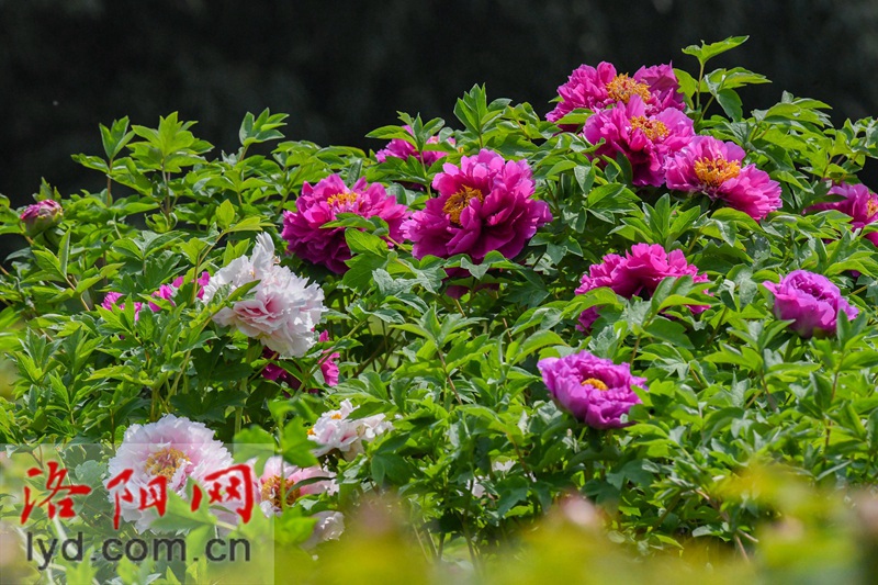 隋唐城遺址植物園：國色初綻露芳容