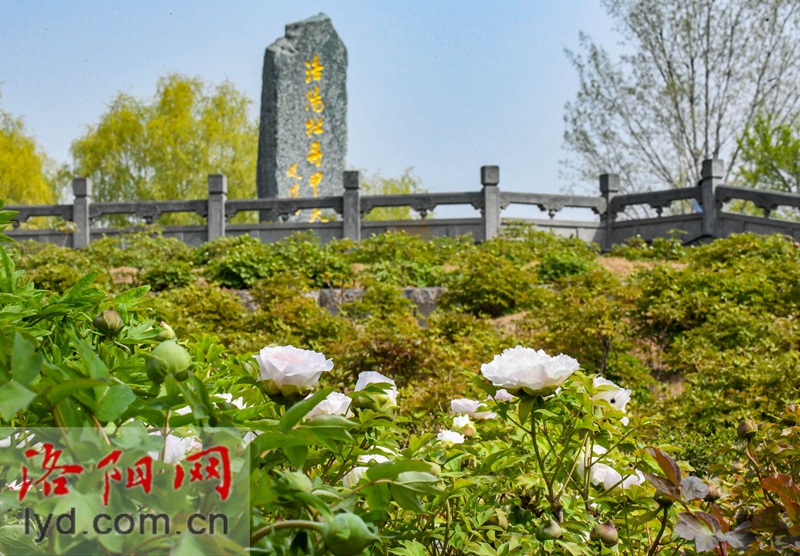 隋唐城遺址植物園：國色初綻露芳容