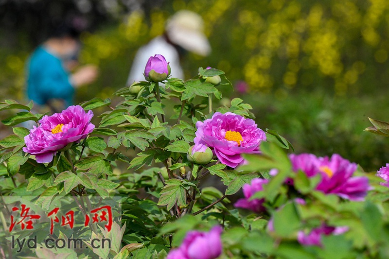 隋唐城遺址植物園：國色初綻露芳容