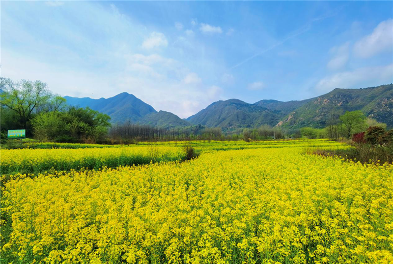 【與春天撞個滿懷 打卡最美春景】信陽羅山：油菜花開滿目春 美麗鄉村入畫來_fororder_圖片8