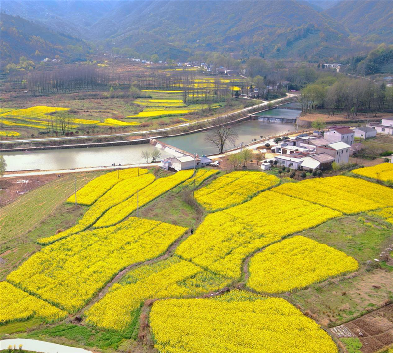 【與春天撞個滿懷 打卡最美春景】信陽羅山：油菜花開滿目春 美麗鄉村入畫來_fororder_圖片12