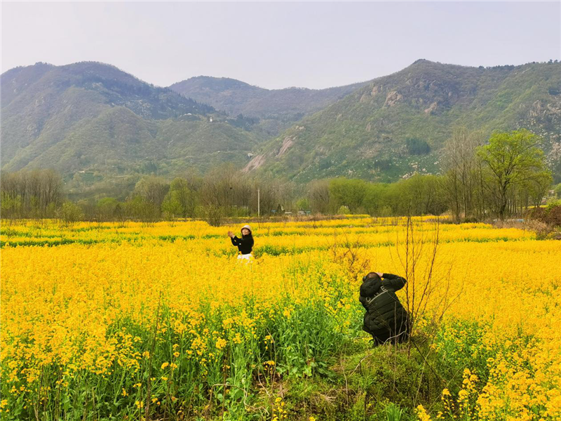 【與春天撞個滿懷 打卡最美春景】信陽羅山：油菜花開滿目春 美麗鄉村入畫來_fororder_圖片10