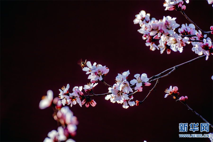 商丘柘城：春花春色舞春風