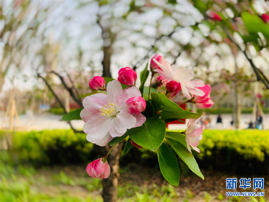 商丘柘城：春花春色舞春風