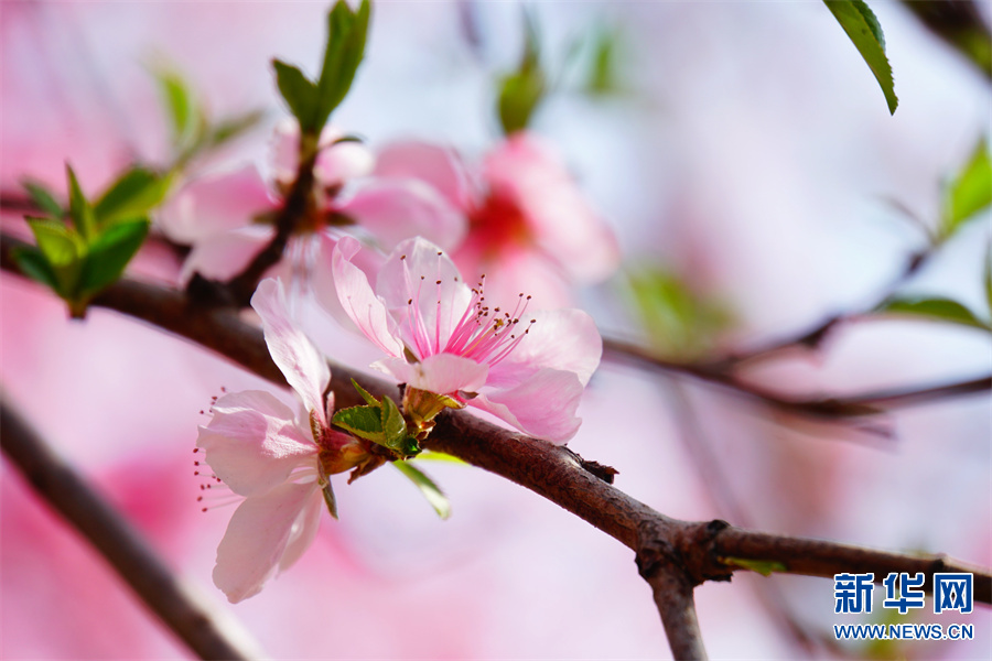 商丘柘城：春花春色舞春風