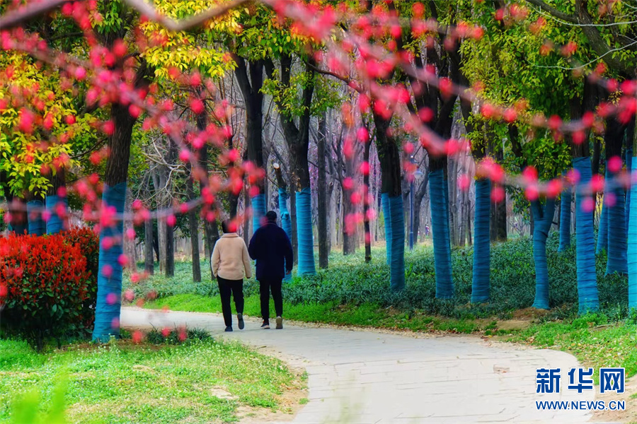 商丘柘城：春花春色舞春風