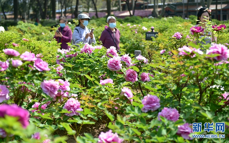 河南洛陽：牡丹花開迎客來