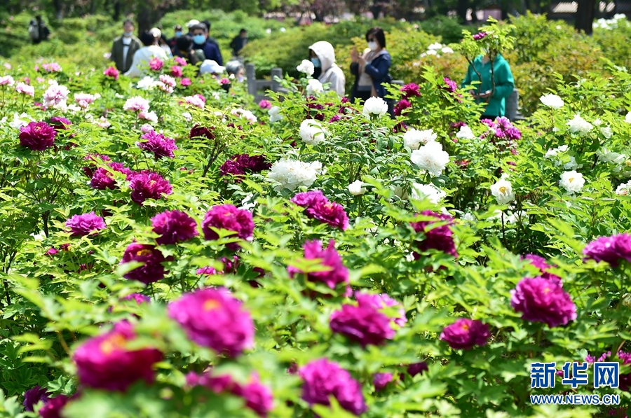 河南洛陽：牡丹花開迎客來