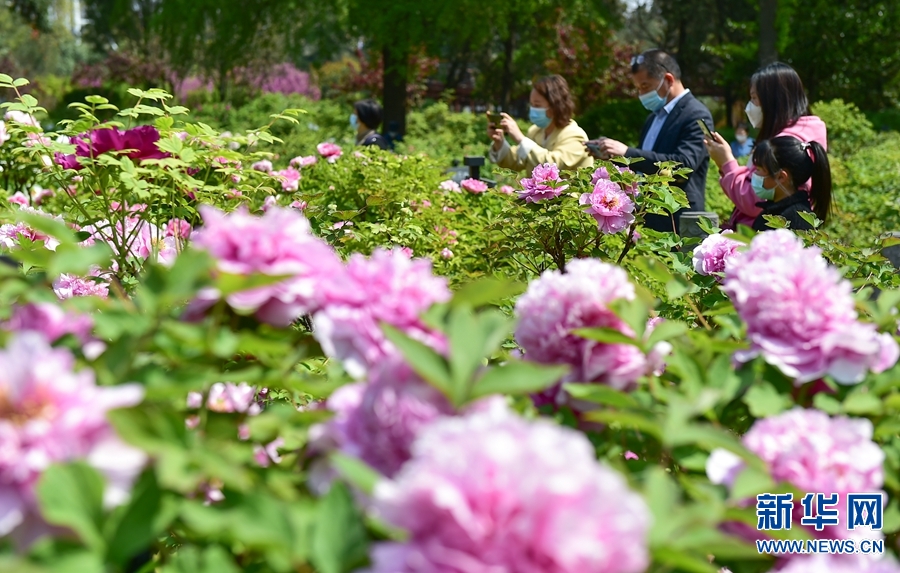 河南洛陽：牡丹花開迎客來