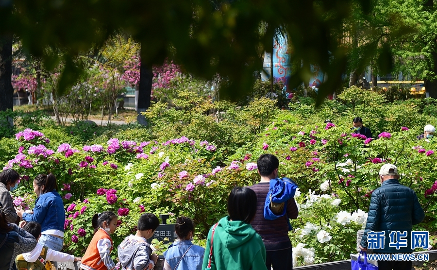 河南洛陽：牡丹花開迎客來