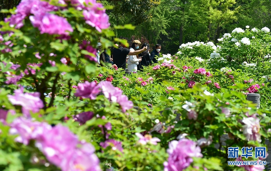 河南洛陽：牡丹花開迎客來