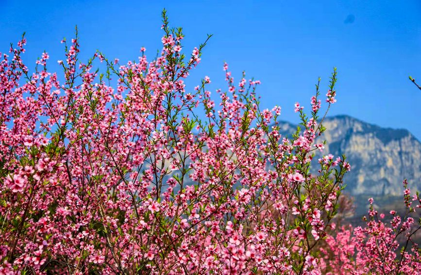 河南雲臺山萬畝花海驚艷綻放