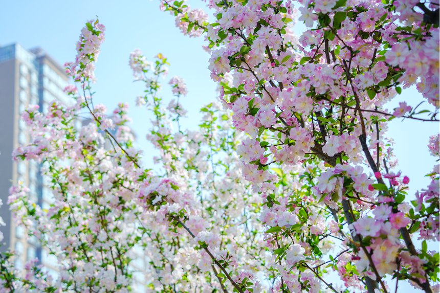 河南汝陽：繁花似錦滿眼春